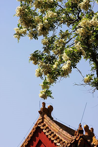 Dongyue Temple, Beijing by Fan Yang(杨帆)