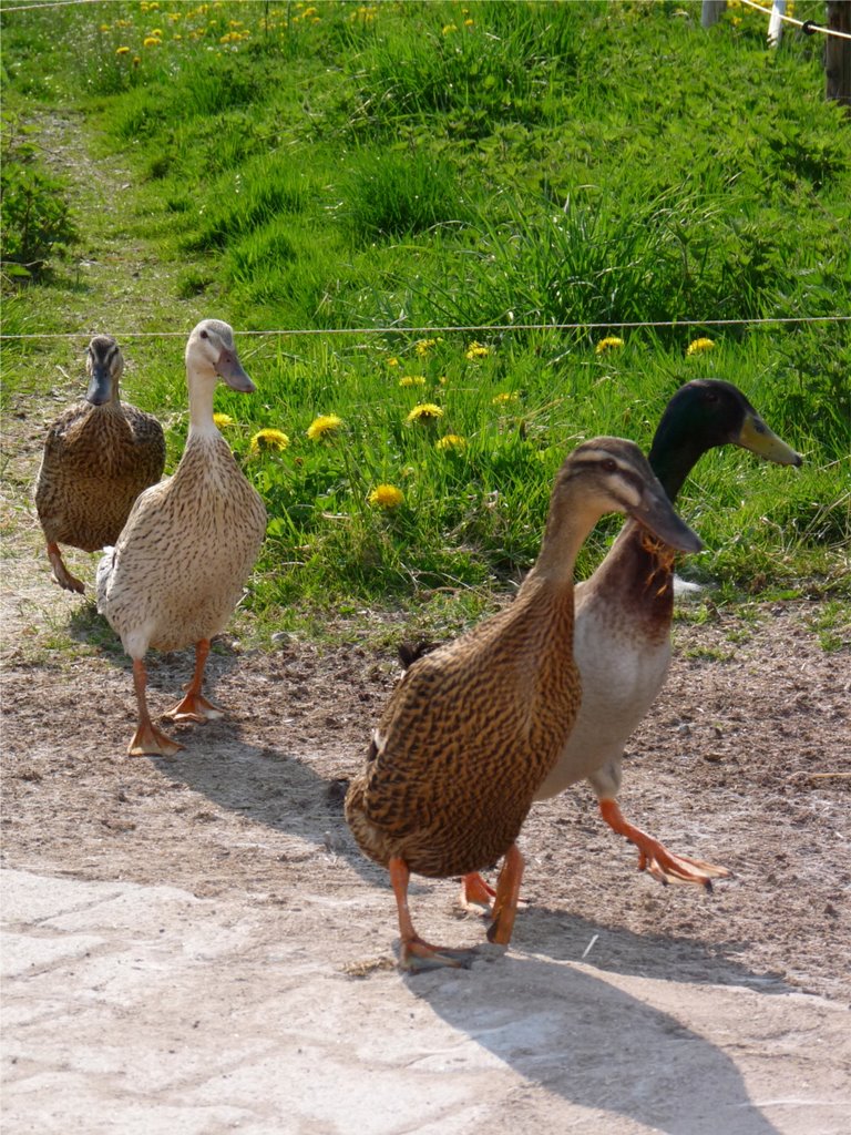 Edelweiler Black Forest ducks 1 by SammySambo76