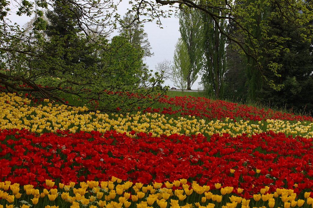 Mainau Insel (Bodensee) by hubert.zumbach