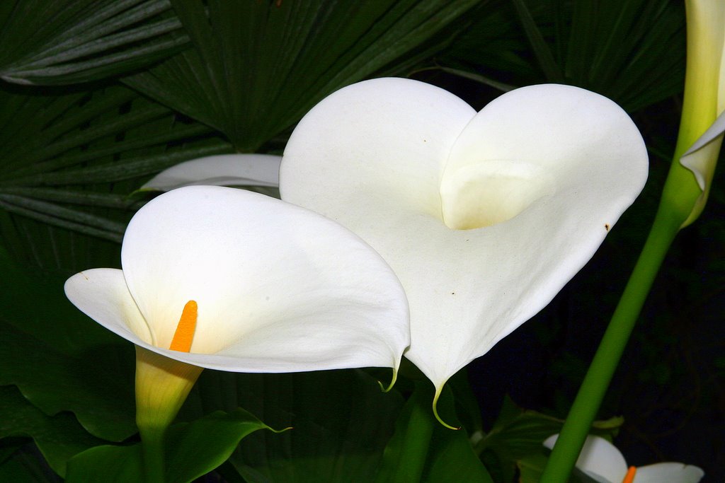 Flower in Marina del Rey, CA, USA by alek solo