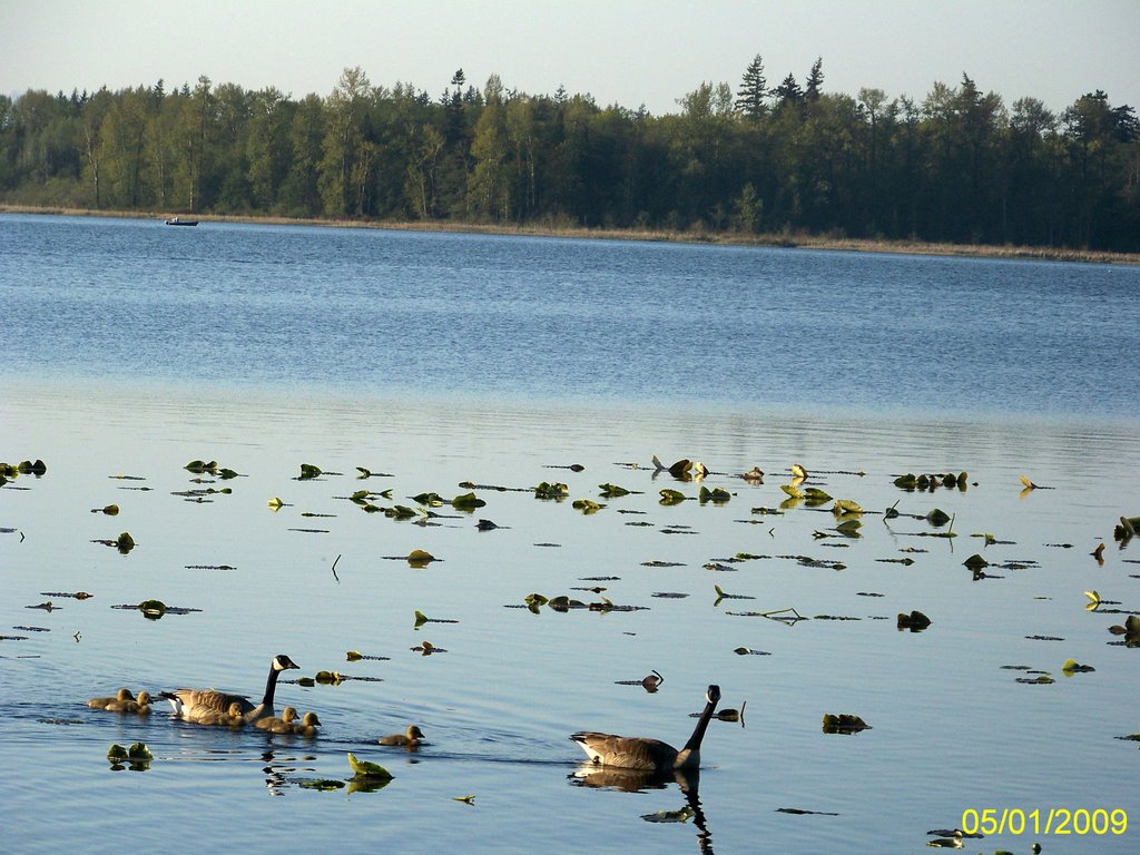 Home of Geese by Wester