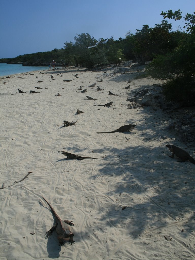 Exumas Allan's Cay by A.Weisser