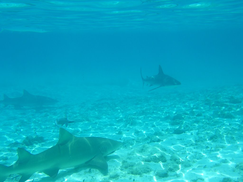 Haie Ship Channel Cay by A.Weisser