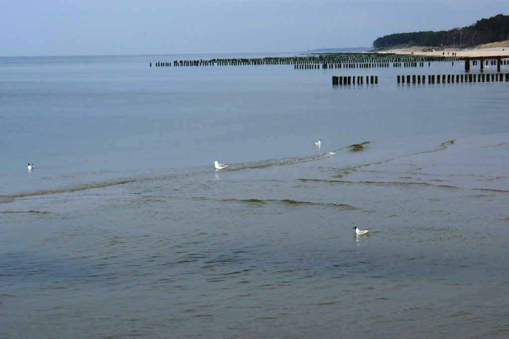 Plaża w Dźwiżynie by Halina Szwarlik