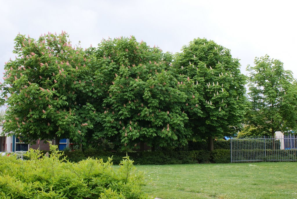 Lelystad chestnuts in the botter by hvbemmel