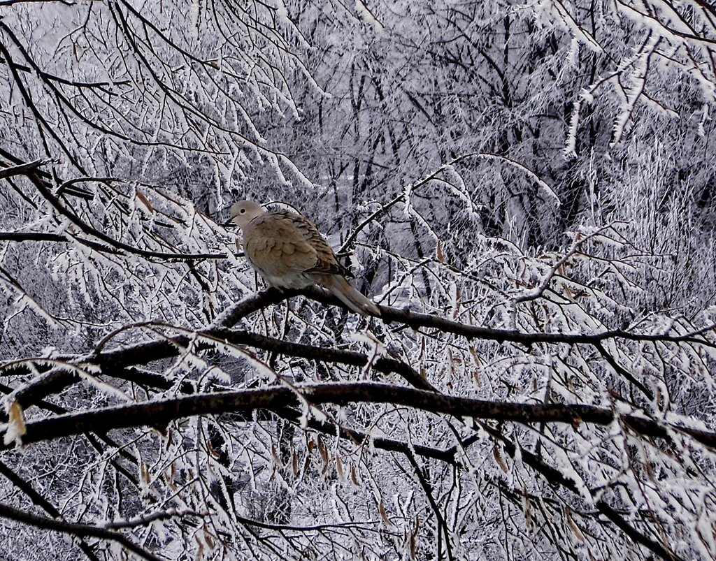 Difficult winter by Ioan Bacivarov