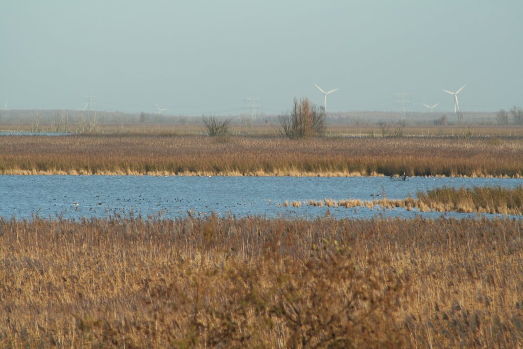 Oostvaardersplassen Almere by Alex Raddatz