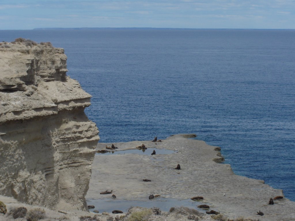 Lobería en Puerto Pirámides (otaria flavescens, lobo de un pelo) by Cristina Sottile