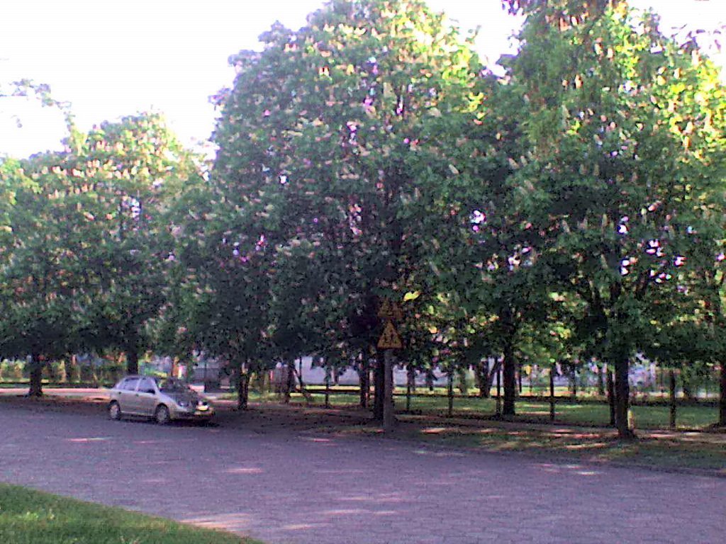 Horse chestnuts near to church by haryscience