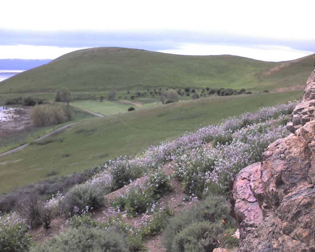 Coyote Hills by Yzingerr