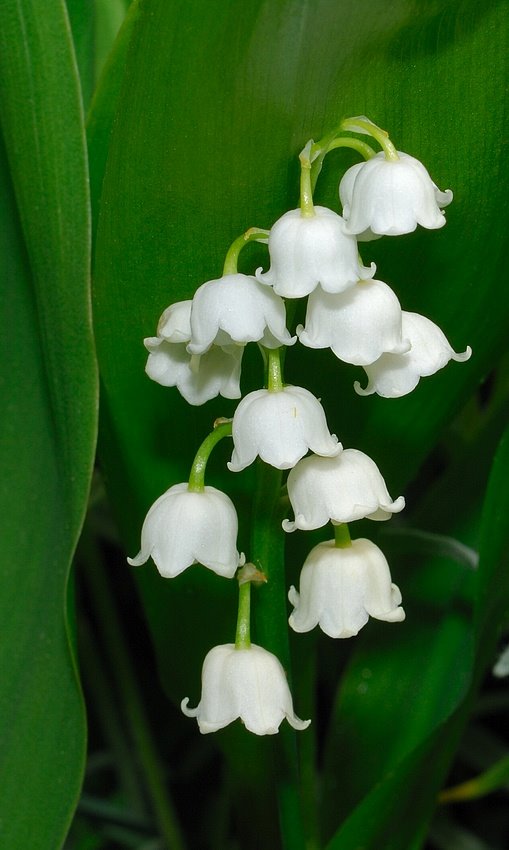 Gyöngyvirág (Convallaria majalis) by Zabb Csaba