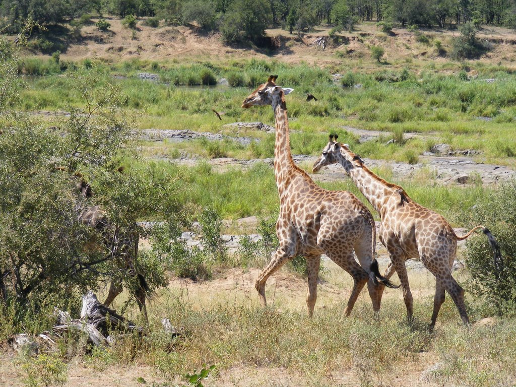 Running Giraffes by Fad64