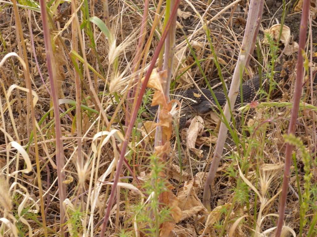 Rattlesnake, San Juan Capistrano, California by Erik Mansoor