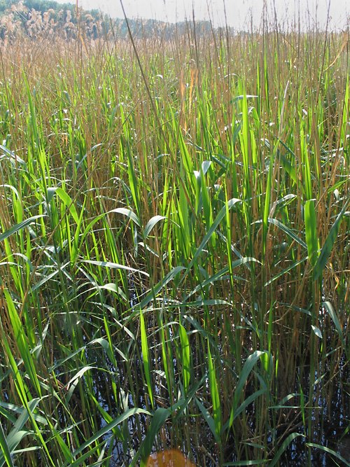 Bei der Mühlleitner Furt, Lobau, Nationalpark Donauauen (Austria) by Roman Sonnleitner