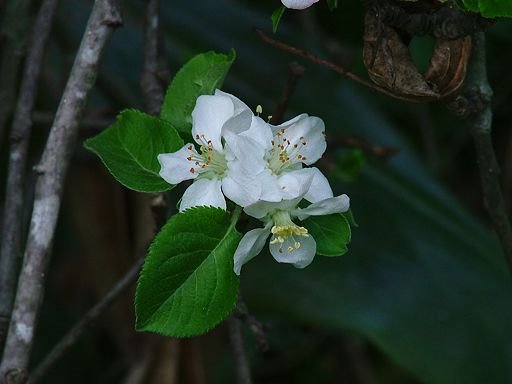 Malus X domestica (Malaceae), cultivated by Greg Steenbeeke