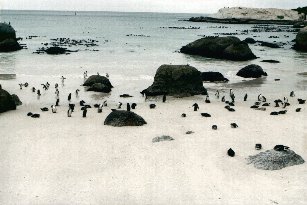 Boulders Beach by STUTIG