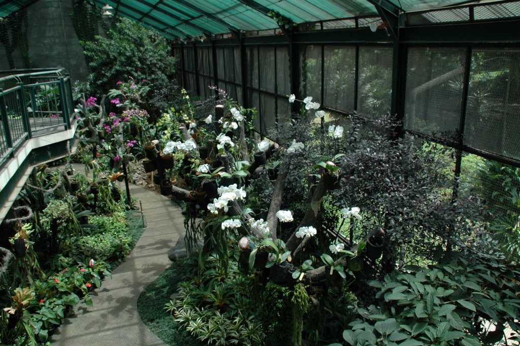 Pointing North, Orchids in Glasshouse by Kees Roos