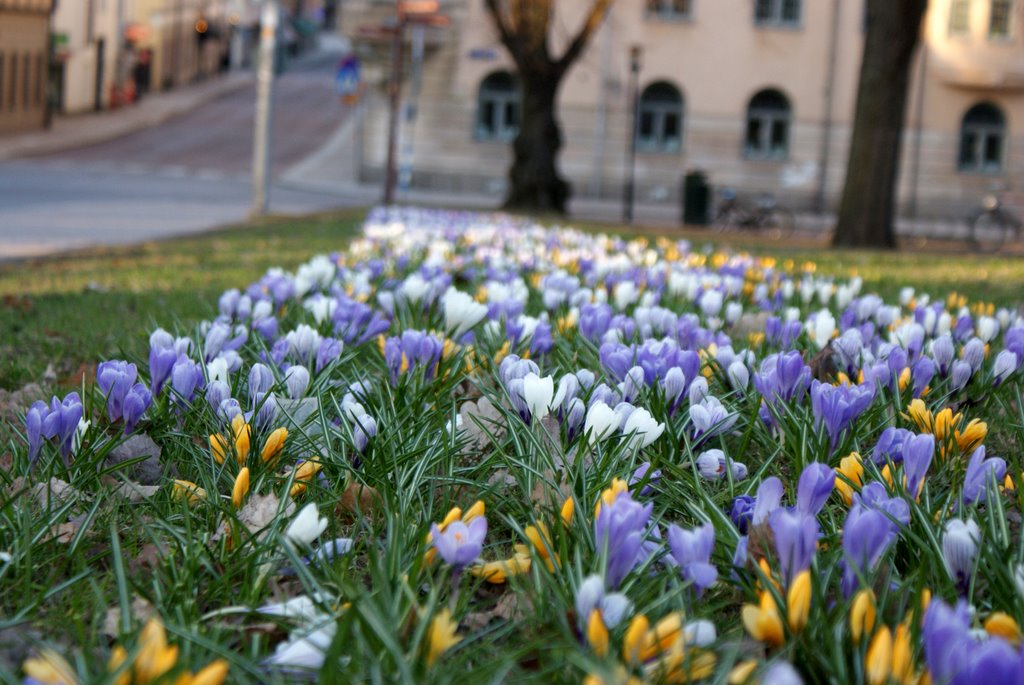 Fjärdingen, Uppsala, Sweden by Syed Ahmed (শিপলু আহ…