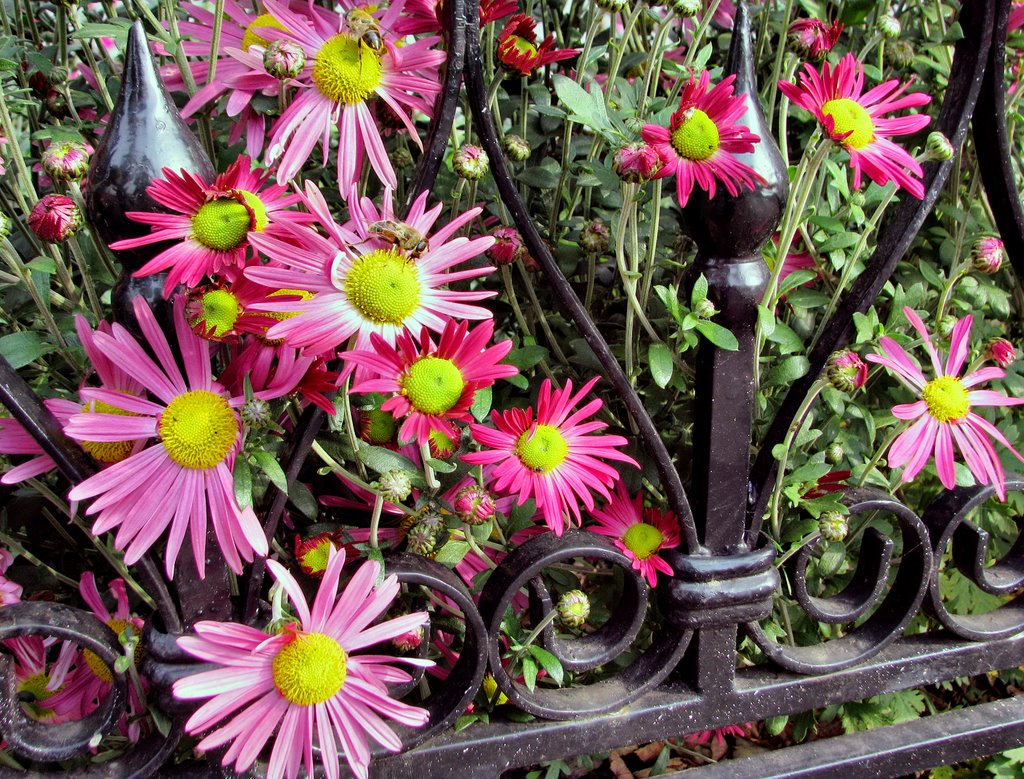 Раифское многоцветье\\\\\Raifa monastery flowers by WERMUT