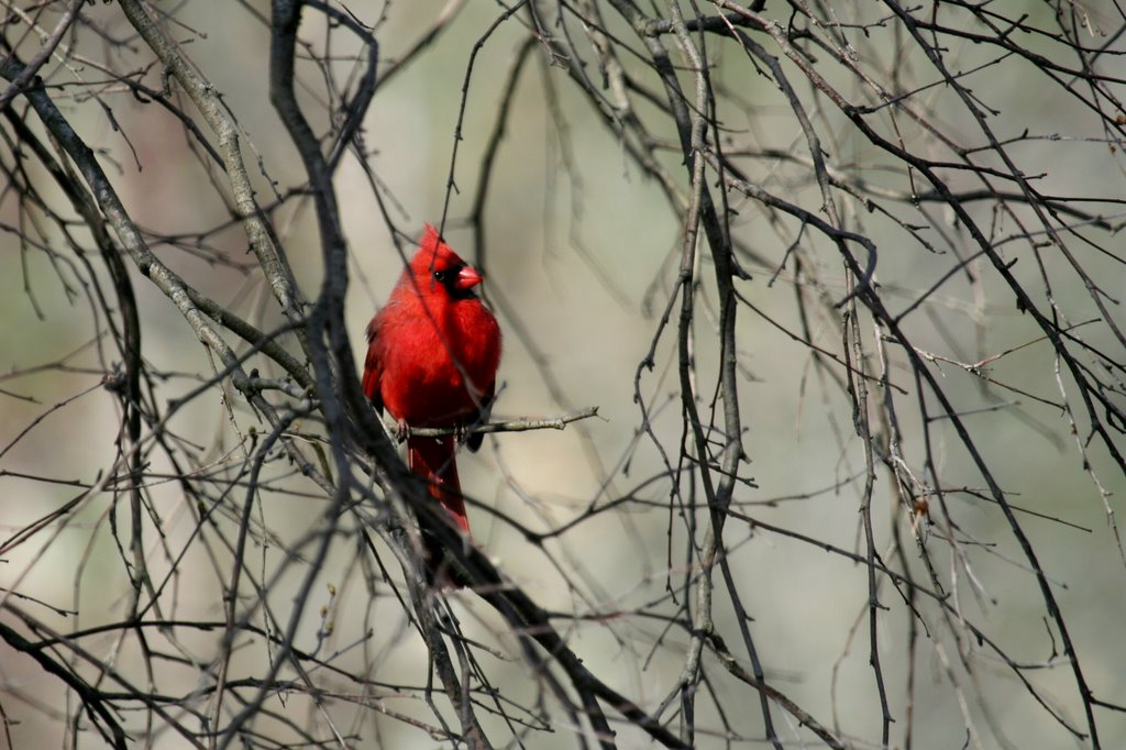 Northern Cardinal by Sydney2305