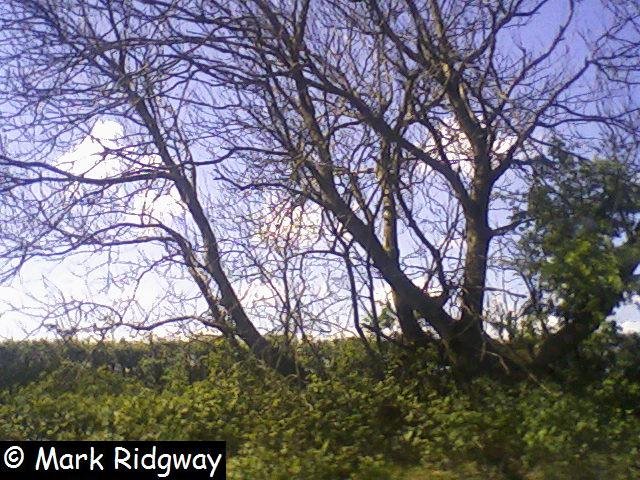 Trees by Croydon Road by Mark Ridgway