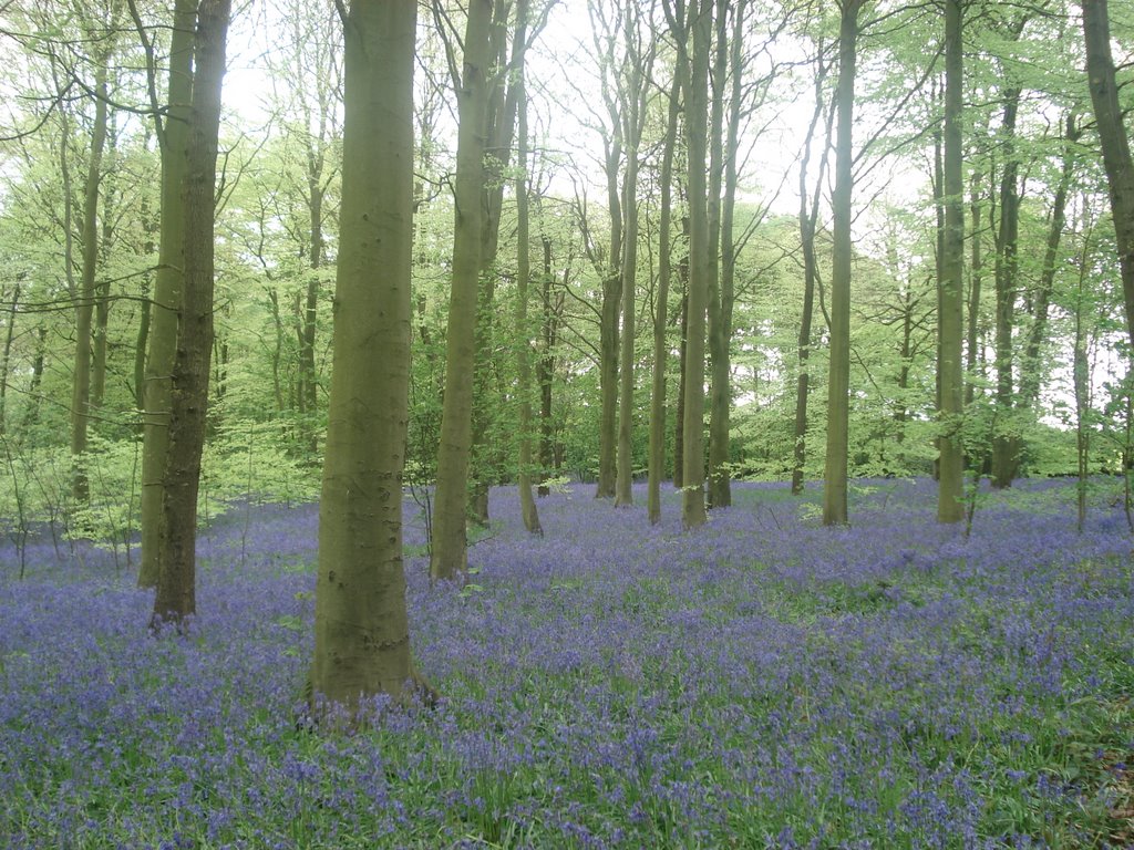 Bluebells 2009 by deadendstreet