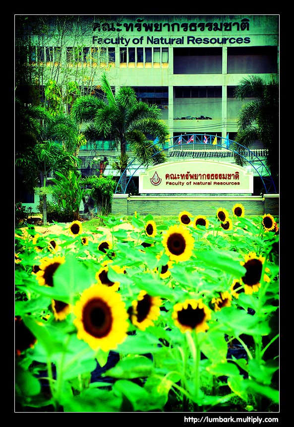 Prince of Songkla University - Faculty of Natural Resource by lumbark