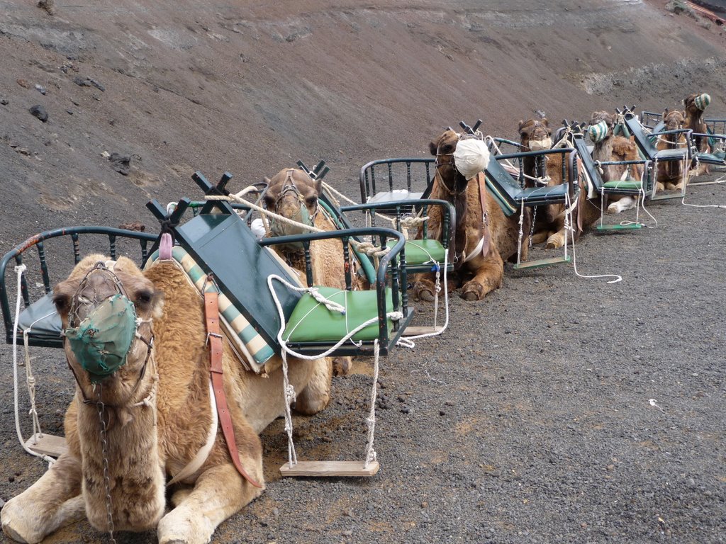 Camellos de recreo by quirantes