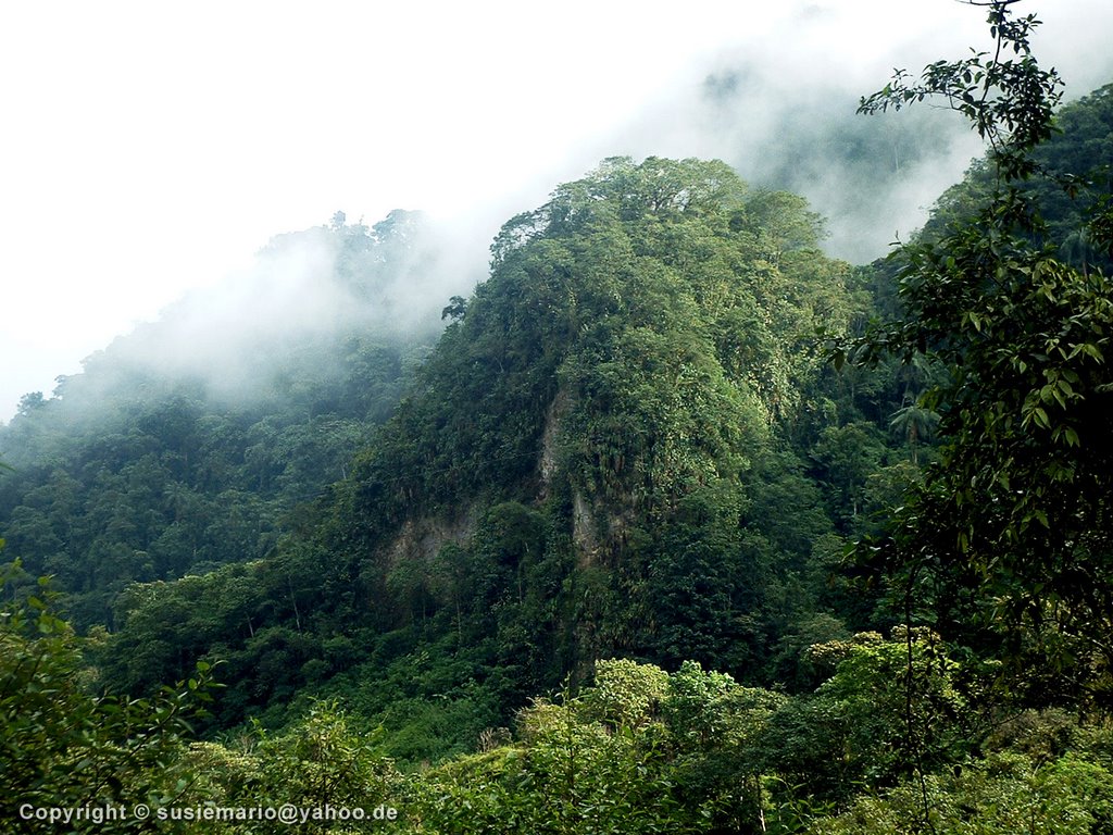 Ecuador : Santo Domingo de los Colorados (Jungle-Costa) by SusieMario