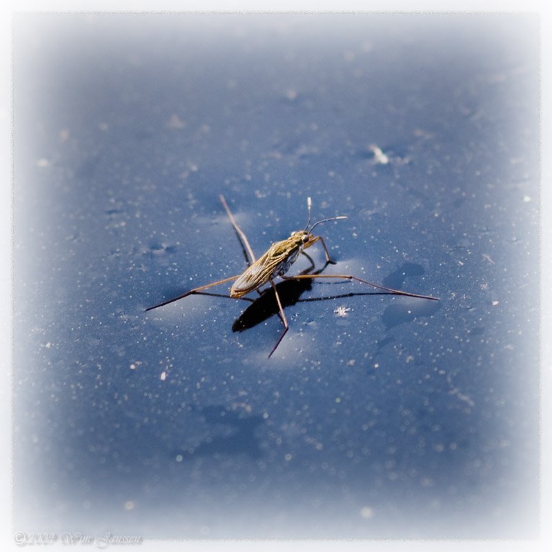 Water strider - schaatsenrijder (Gerris lacustris) by Green Knee