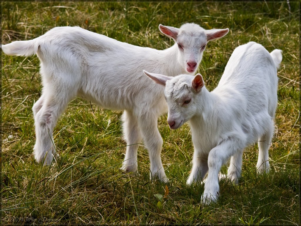 Two little goats by Green Knee