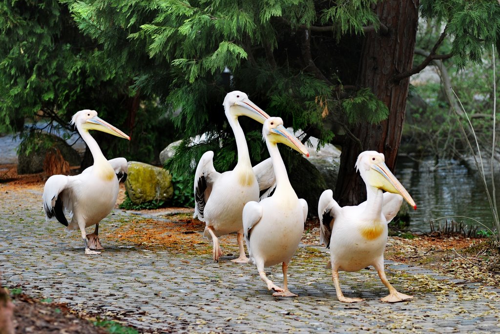 Ροζ πελεκάνοι, Pelecanus onocrotalus, Mannheim-Luisenpark by ><((((º>  methysmena chromata<º))