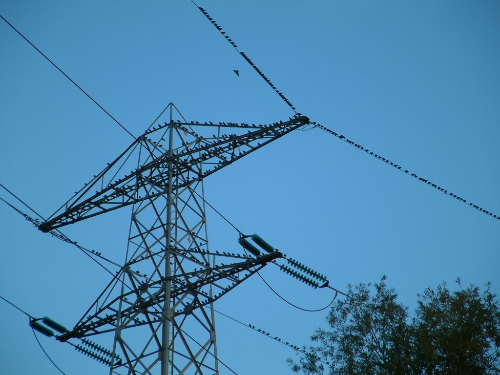 Vogels in 150kV mast by Marcel Klijnhout