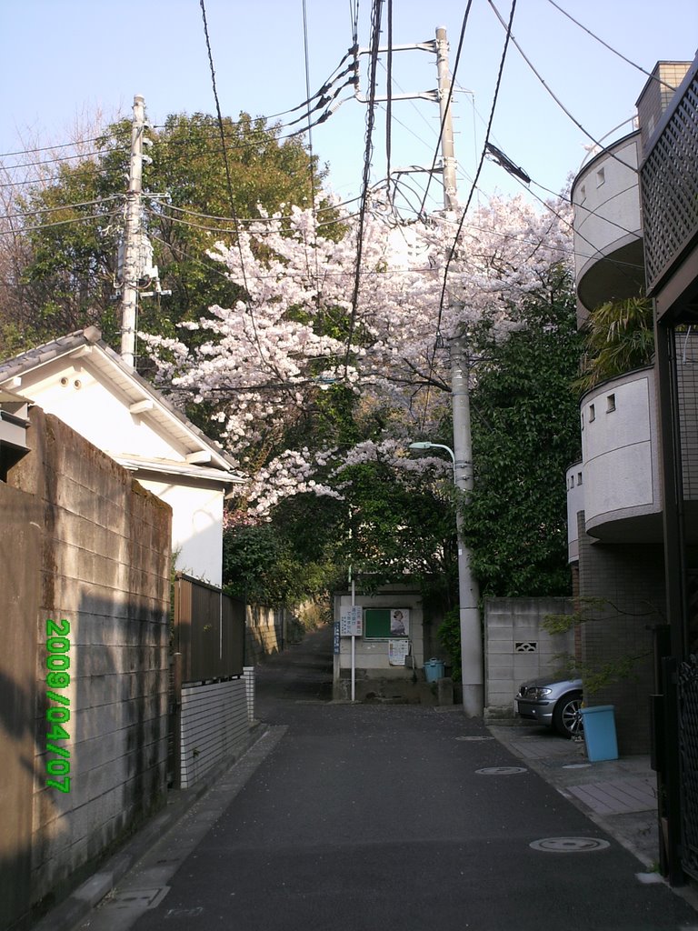 高輪東禅寺側道の桜 by ft401s