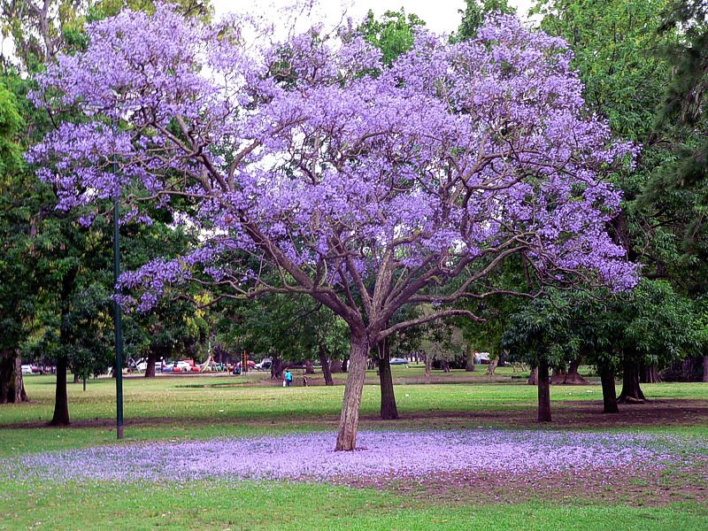 Jacarandá de primavera by victor longines