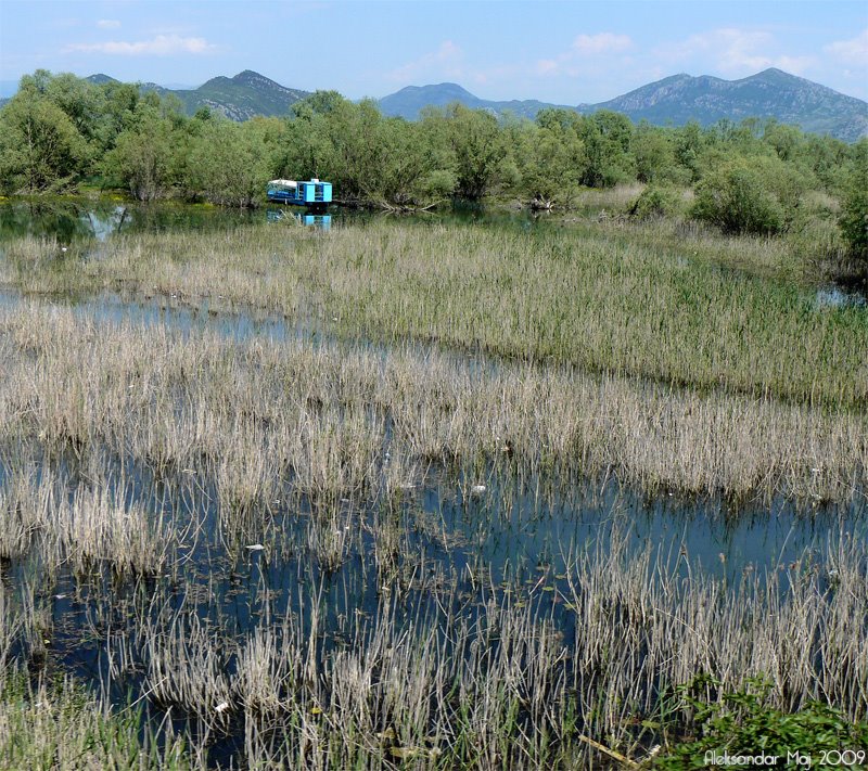 Skadar Lake by Aleksandar S.