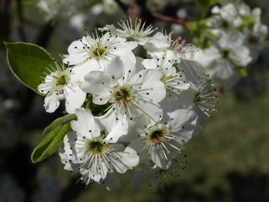 Blooming Pear by Dennyr