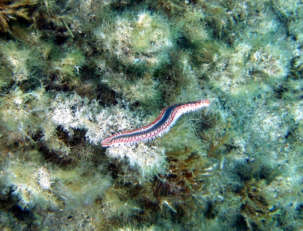 Fire Worm off Xwieni Bay by Smudger