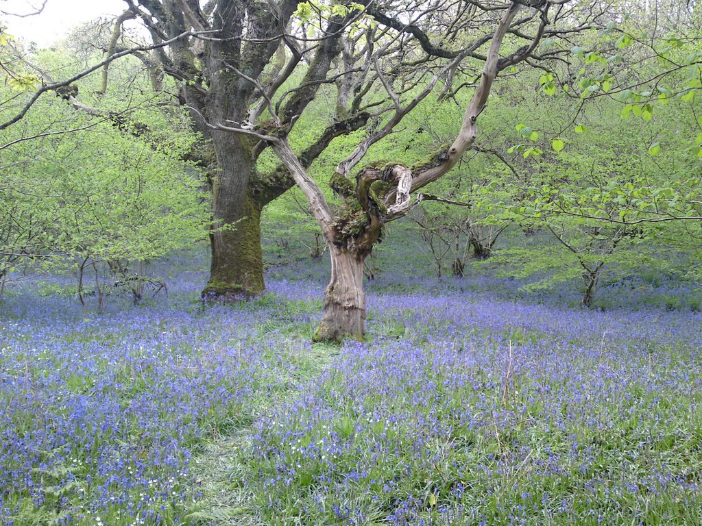 Bluebells, Meldon Wood by jonshort