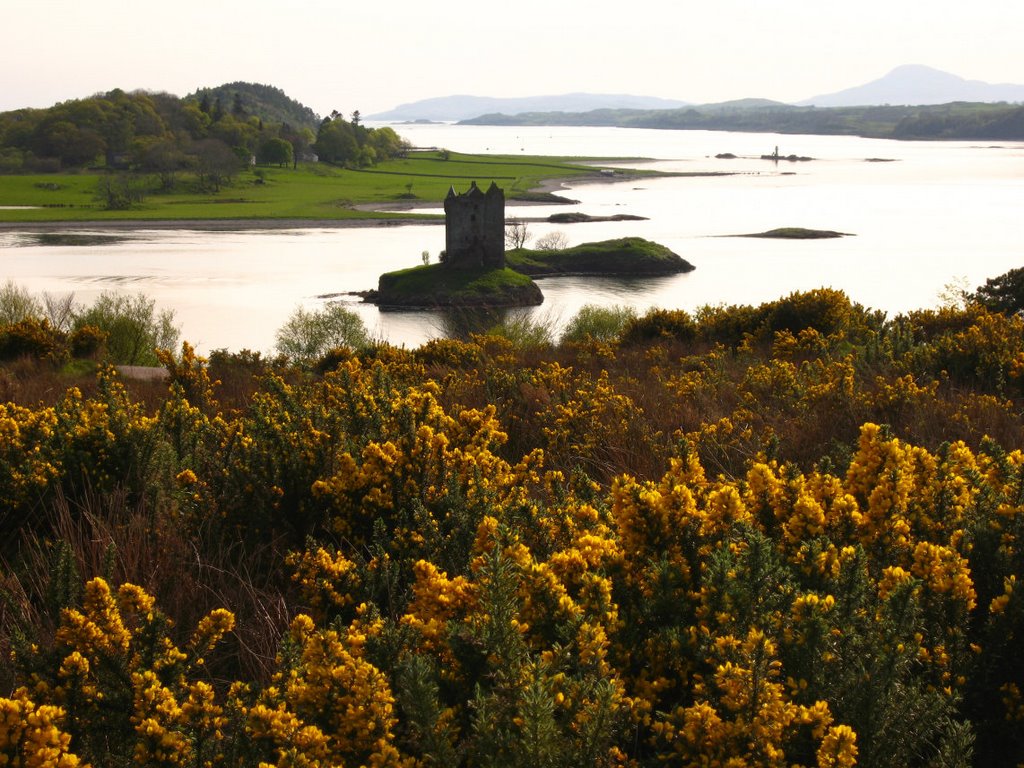 Castle Stalker with Yellow Flowers by baldinger