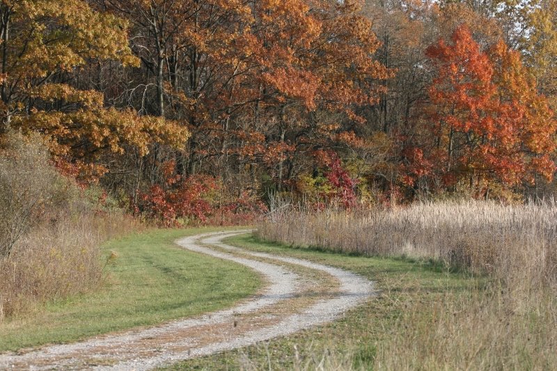 Marsh Woodland by hidden birch