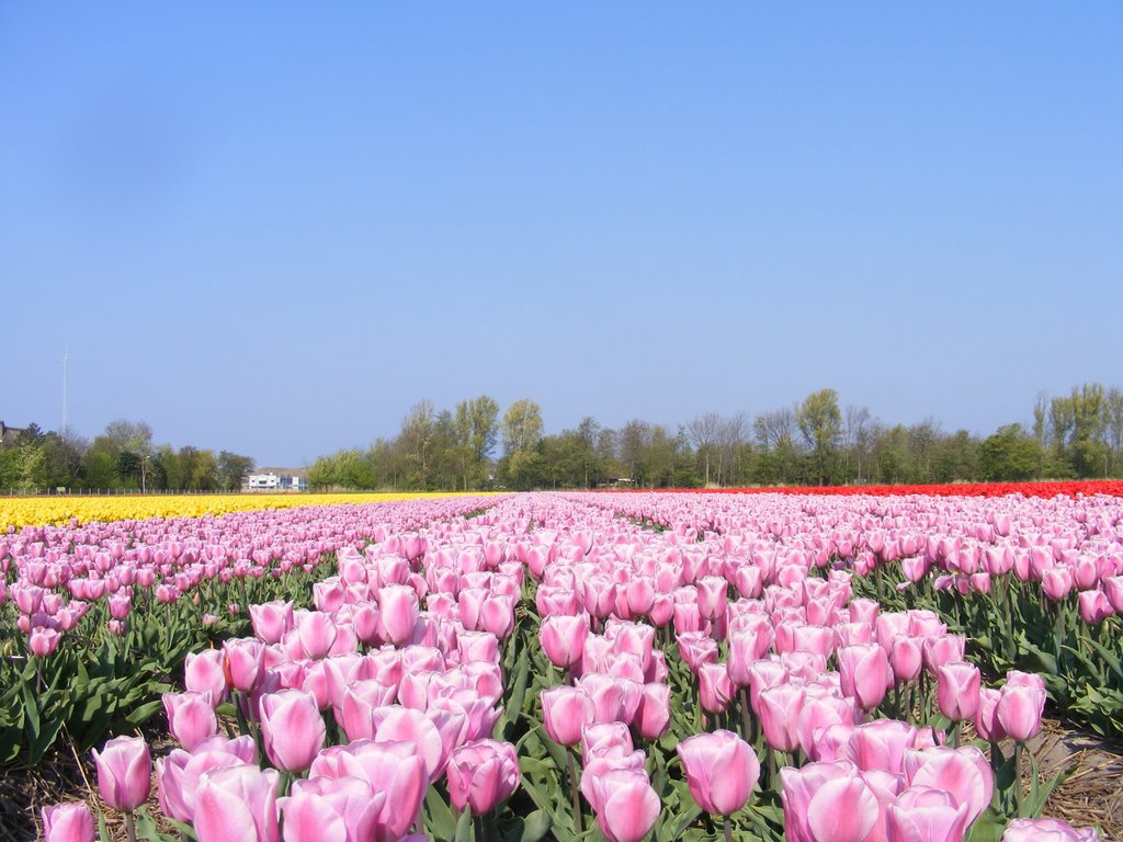 Spring 2009 tulipfield by edraveen