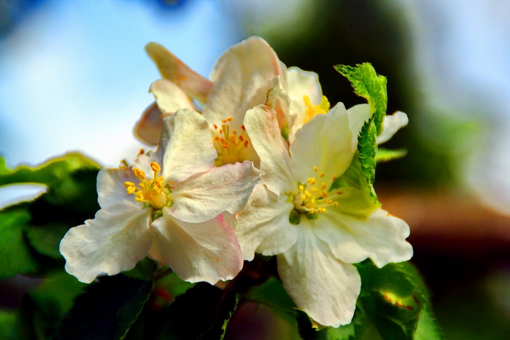 Boskopp-Blüten - Apple blossoms by Frank Struckat