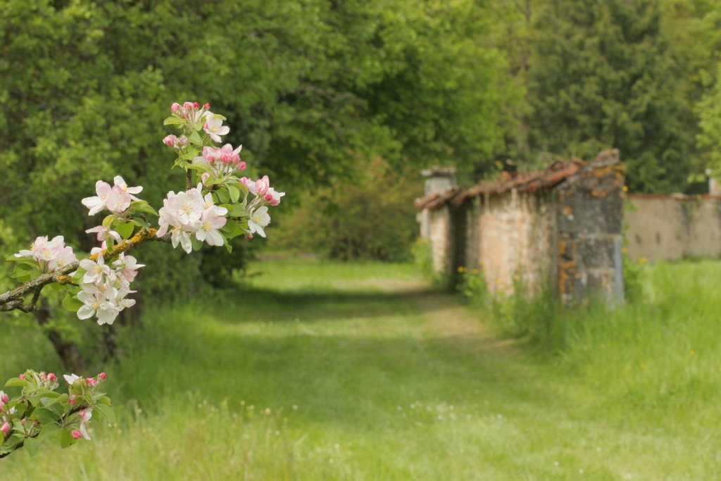 Fleurs de pommier by stef.H