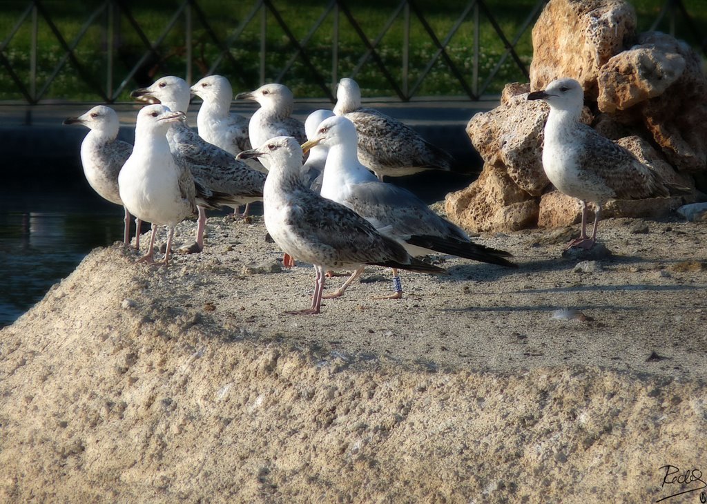 Málaga, Gaviotas cara al Sol by Redi Pérez