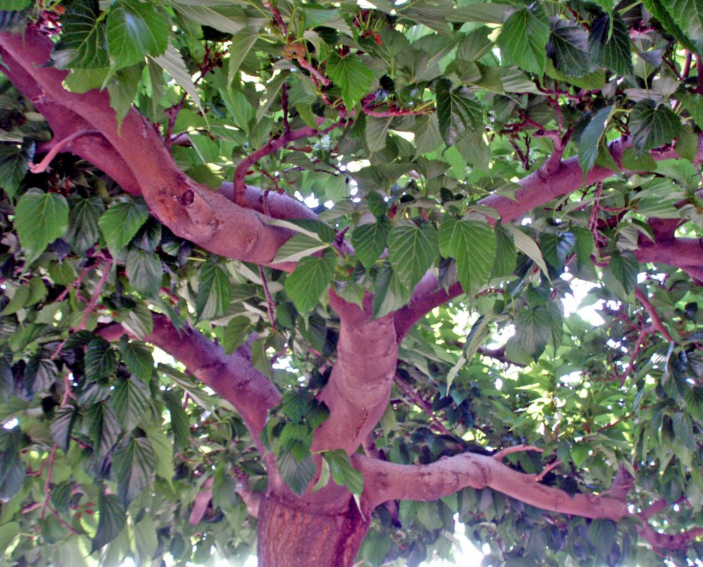 Imperia Oneglia may07 The mulberry trees along the sea by esseil panoramio