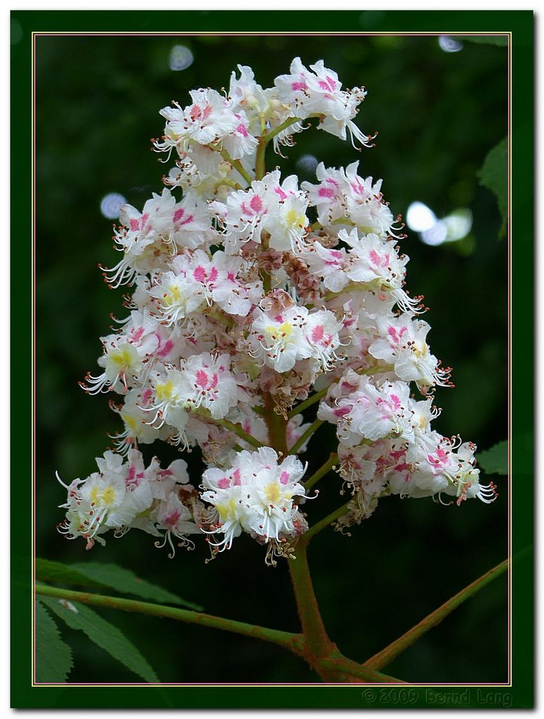 Hochzeitskleid / wedding dress - Gewöhnliche Rosskastanie (Aesculus hippocastanum) by Bernd Lang KN