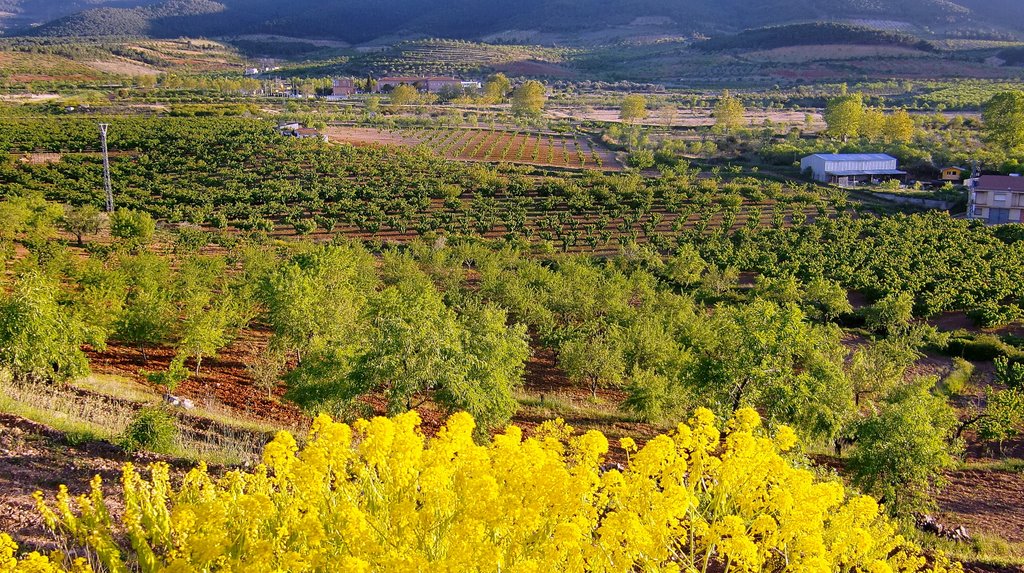 El Frasno, balcón amarillo sobre el "Cerrao" by P. Sanjuan