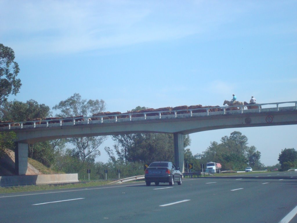 TROPERIADA NA PONTE DE SÃO FRANCISCO DE PAULA SOBRE A FREE WAY by GELSON BRANDÃO