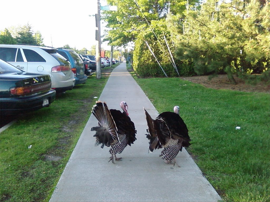 Turkeys at Staten Island Hospital by clyde7995